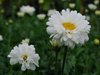 Zocie wielki Leucanthemum 'Victorian Secret'